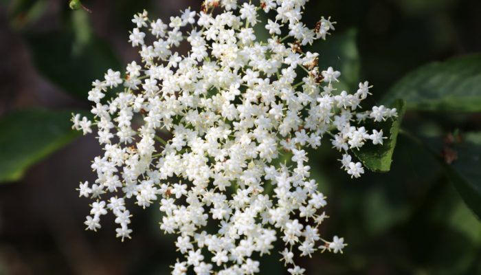 00_3775_Schwarzer_Hollunder_Sambucus_nigra.jpg