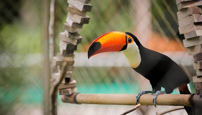 04_11_2020_Visita_ao_zoologico_do_CIGS_Centro_de_Instrucao_de_Guerra_na_Selva_50567617078.jpg 04_11_2020_Visita_ao_zoologico_do_CIGS_Centro_de_Instrucao_de_Guerra_na_Selva_50567617078.jpg
