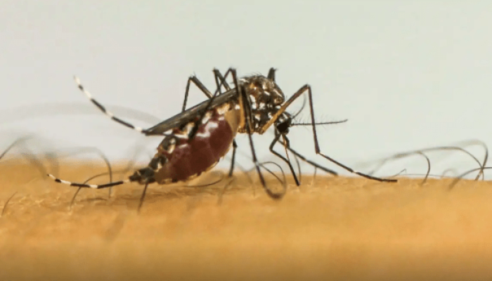 130353_mosquito-dengue-3-png.png 130353_mosquito-dengue-3-png.png