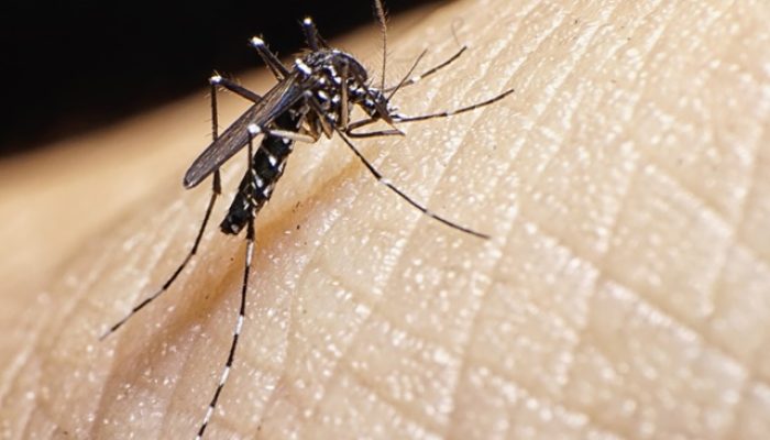 131373_mosquito-dengue-jpg.jpg 131373_mosquito-dengue-jpg.jpg