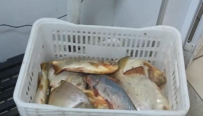 131776_peixes-apreendido-jpg.jpg 131776_peixes-apreendido-jpg.jpg