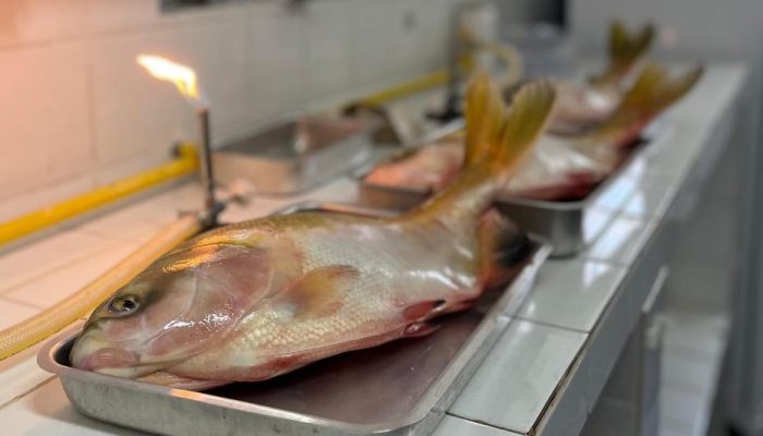 135780_peixe-tambatinga-jpg.jpg 135780_peixe-tambatinga-jpg.jpg