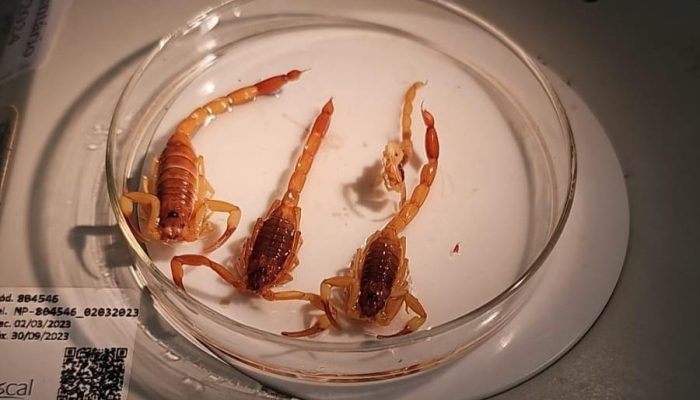 135781_escorpiao-jpg.jpg 135781_escorpiao-jpg.jpg