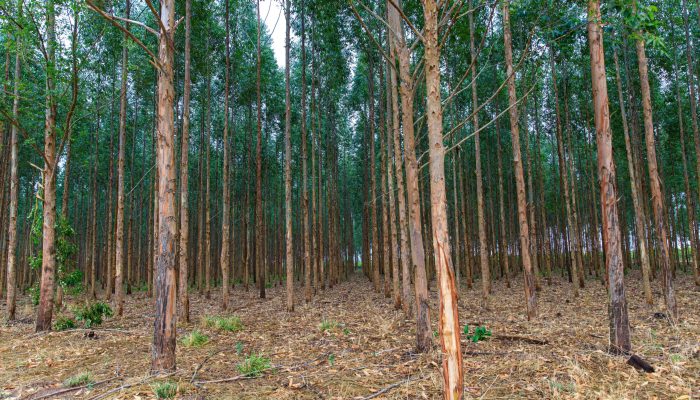 135787_eucalipto-3-jpg.jpg 135787_eucalipto-3-jpg.jpg