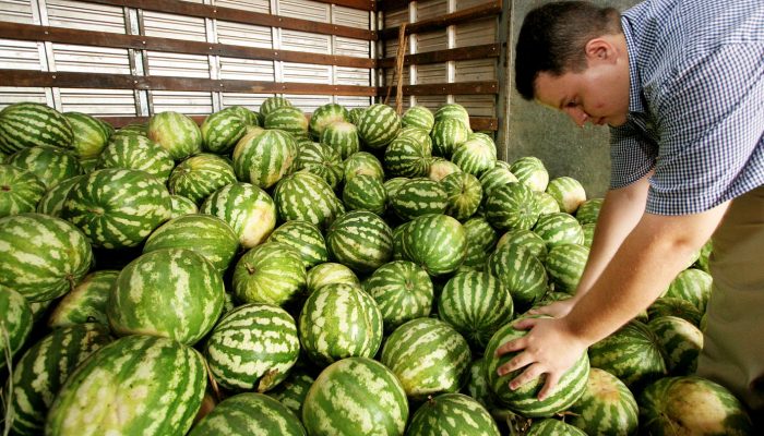 135819_melancia-2-jpg.jpg 135819_melancia-2-jpg.jpg