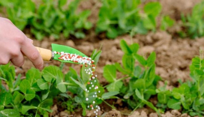 136112_fertilizantes-6-jpeg.jpeg 136112_fertilizantes-6-jpeg.jpeg