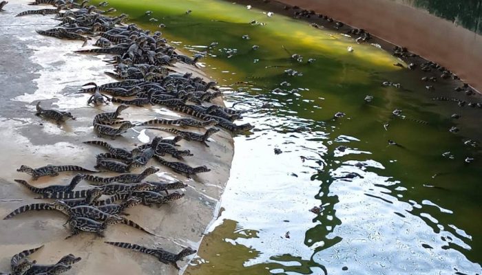 136311_jacare-criadouro-jpg.jpg 136311_jacare-criadouro-jpg.jpg