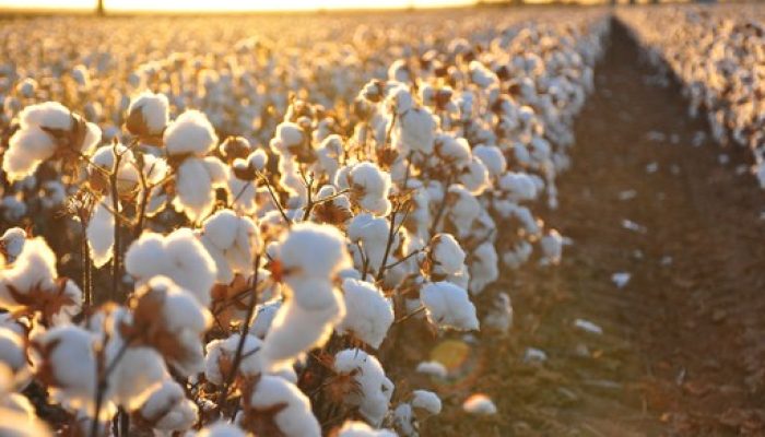136322_algodao-plantacao-jpg.jpg