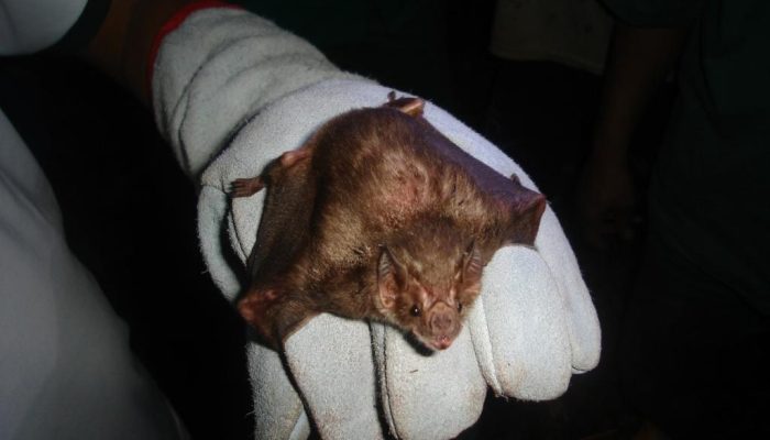 138798_morcego-jpeg.jpeg