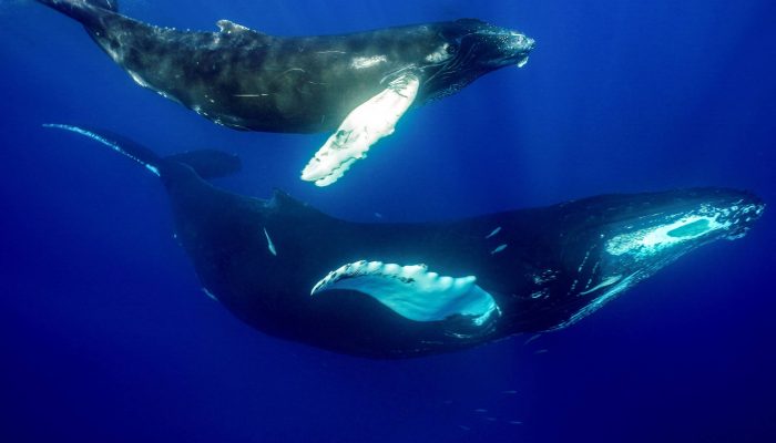 172375226366be5f475a8f1_1723752263_3x2_rt.jpg 172375226366be5f475a8f1_1723752263_3x2_rt.jpg