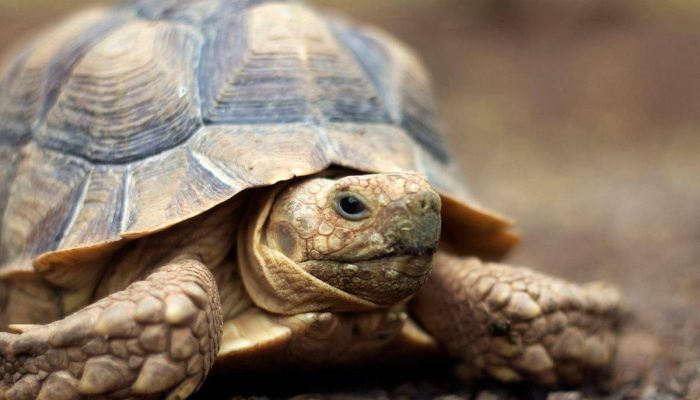 173974520467b267b43e59c_1739745204_3x2_xl.jpg 173974520467b267b43e59c_1739745204_3x2_xl.jpg