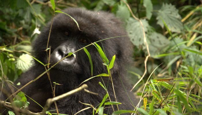 174474695467feb9cad9b58_1744746954_3x2_rt.jpg 174474695467feb9cad9b58_1744746954_3x2_rt.jpg