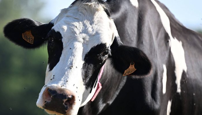 176071549268f262e45fff6_1760715492_3x2_rt.jpg 176071549268f262e45fff6_1760715492_3x2_rt.jpg