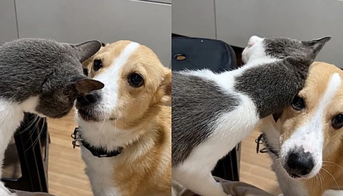 1782535800_pet-87.jpg