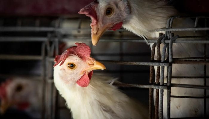 2023-03-31t210202z_817621184_rc2lgz9r4ai9_rtrmadp_3_health-birdflu-argentina.jpg 2023-03-31t210202z_817621184_rc2lgz9r4ai9_rtrmadp_3_health-birdflu-argentina.jpg