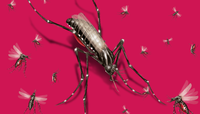 497-materia-mosquitos-abre.png 497-materia-mosquitos-abre.png