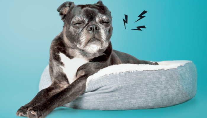 512-bichos-cachorro-idoso.png 512-bichos-cachorro-idoso.png