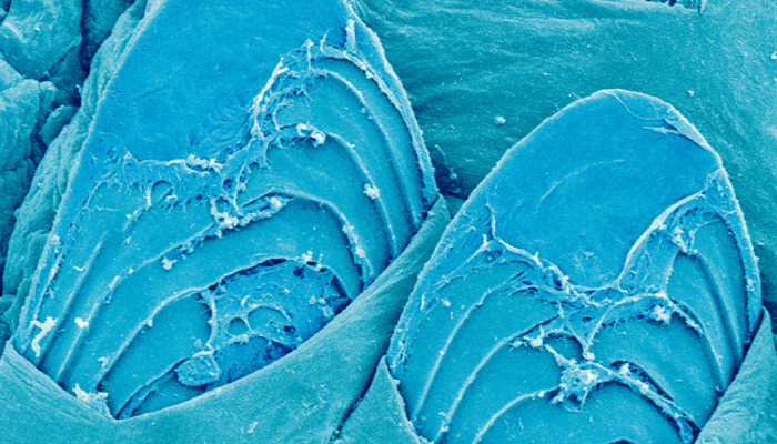 512-zoom-escama-peixe.png 512-zoom-escama-peixe.png