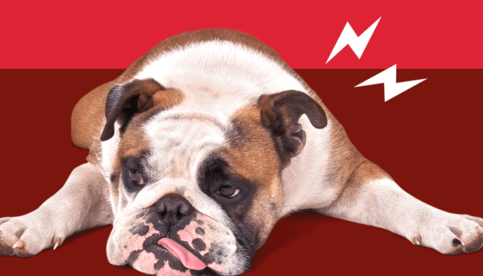 513-bichos-dor-cachorro.png 513-bichos-dor-cachorro.png