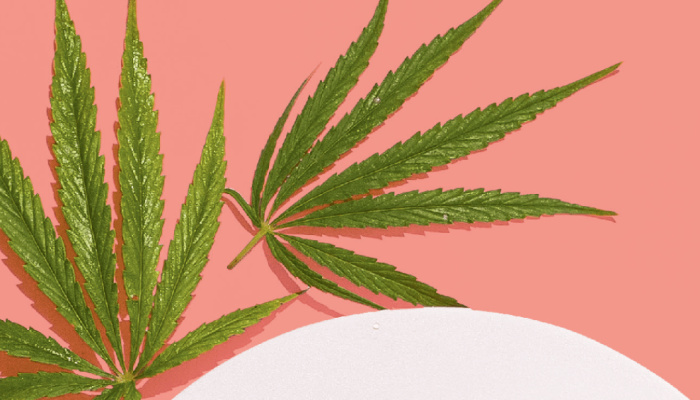 514-mente-saudavel-canabinoides.png 514-mente-saudavel-canabinoides.png