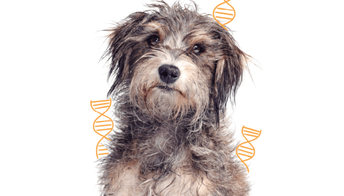 515-bichos-cachorro-genetica.png 515-bichos-cachorro-genetica.png