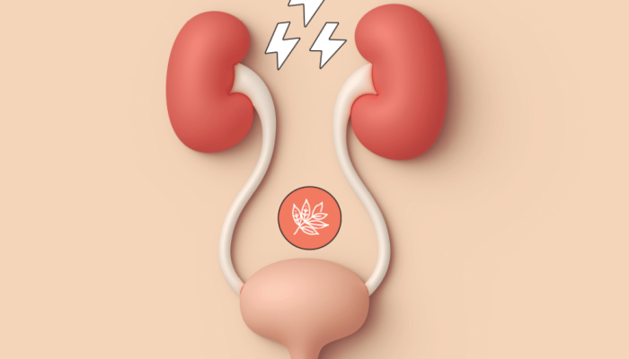 517-medicina-fitoterapico-cistite.png 517-medicina-fitoterapico-cistite.png