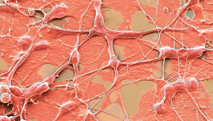 517-zoom-neuronios.png 517-zoom-neuronios.png