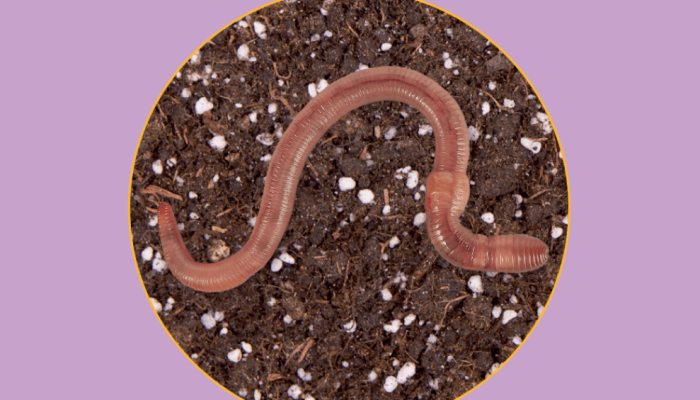 518-ecossistema-minhoca.png 518-ecossistema-minhoca.png