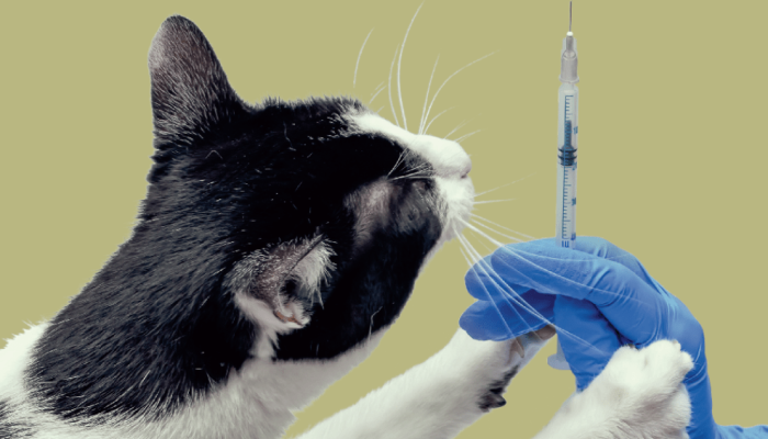 520-bichos-vacina-gato.png 520-bichos-vacina-gato.png