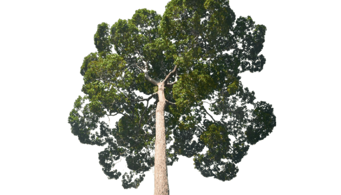 520-ecossistema-copa-arvore-1.png 520-ecossistema-copa-arvore-1.png