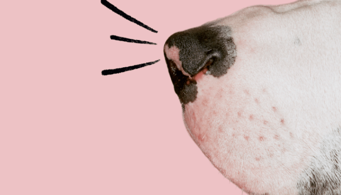 524-bichos-olfato-cachorro.png