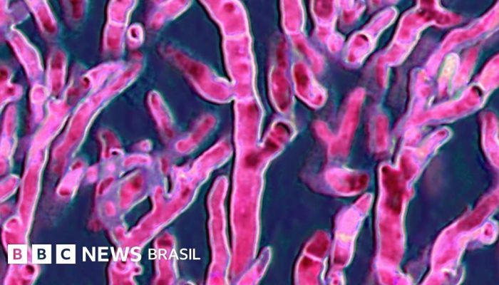 8fc50a00-5784-11f0-8cf9-09a06fcc8fef.jpg 8fc50a00-5784-11f0-8cf9-09a06fcc8fef.jpg