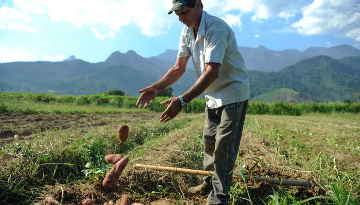 905656-batata_biofortificada_-4137.jpg 905656-batata_biofortificada_-4137.jpg
