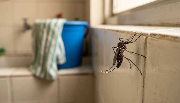 A-melhor-forma-de-eliminar-mosquitos-dentro-de-casa-e-passar-pano-com-misturas-naturais-no-fim-do-di.jpeg