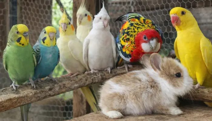 Agropet-Fabin-referencia-regional-em-pets-exoticos-e-animais-vivos-1_p13764_thumb_resized.jpg