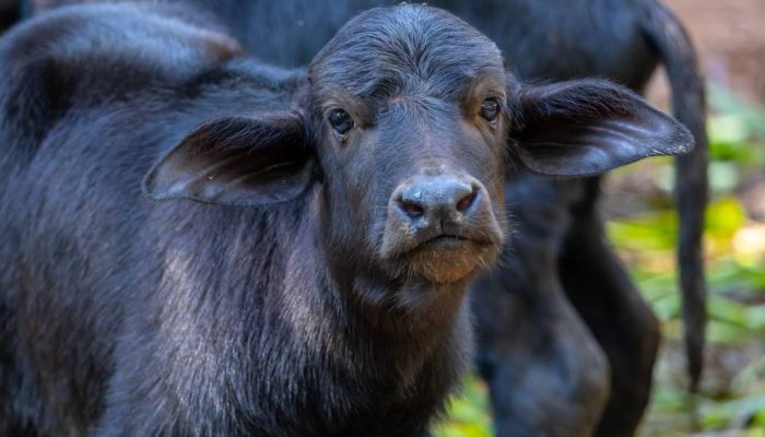Baby-Bufalo.jpg