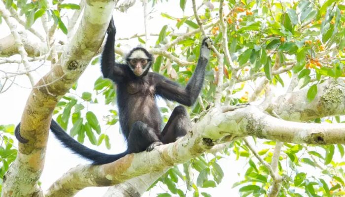 CL-White-whiskered-spider-monkey-II-Jorge-Lopes_p13903_thumb_resized.jpg