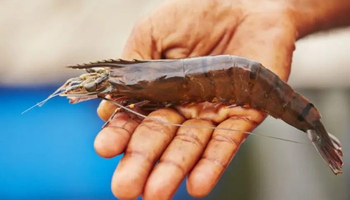 Carcinicultura_p11810_thumb_resized.jpg Carcinicultura_p11810_thumb_resized.jpg