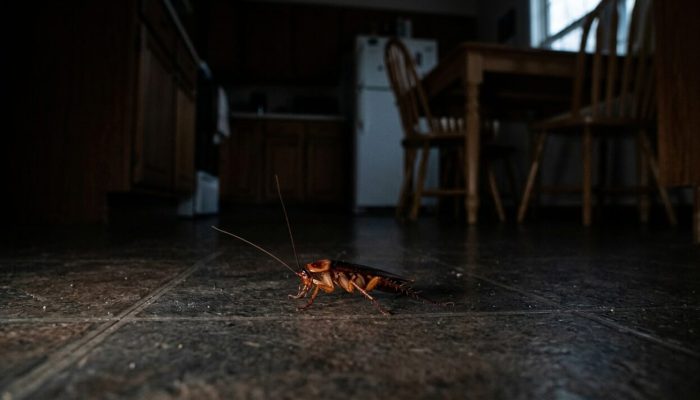 Cockroach_in_dark_kitchen_202607201237-e1784561870265.jpeg