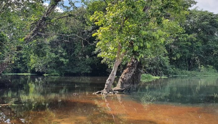 Flora-Trilha_Amazonia_Atlantica.webp.jpeg Flora-Trilha_Amazonia_Atlantica.webp.jpeg