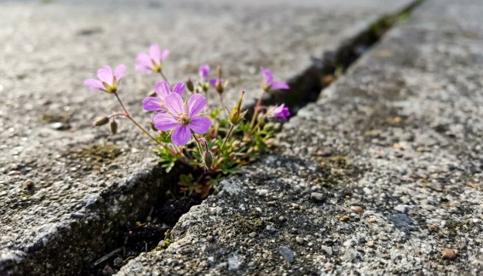 Flores-1.jpg