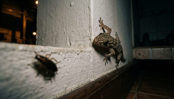 Gecko_stalking_cockroach_nymph_202607221346-e1784738875459.jpeg