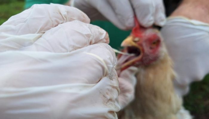 Gripe-aviaria.jpg Gripe-aviaria.jpg