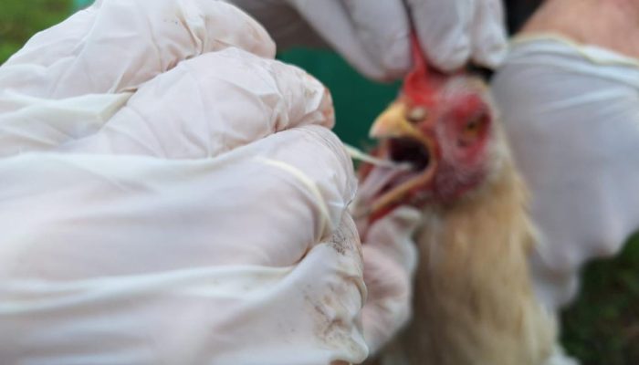 Gripe-aviaria.jpeg