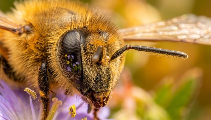 Honeybee_compound_eye_and_antennae_202607110118-e1783745506168.jpeg