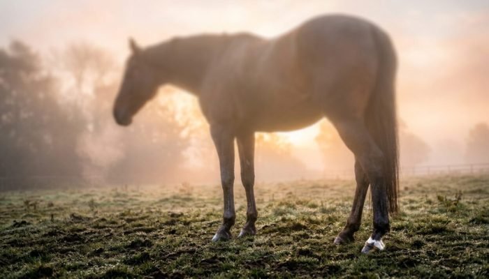 Horse_standing_in_misty_pasture_202608151347-e1786812512473.jpeg
