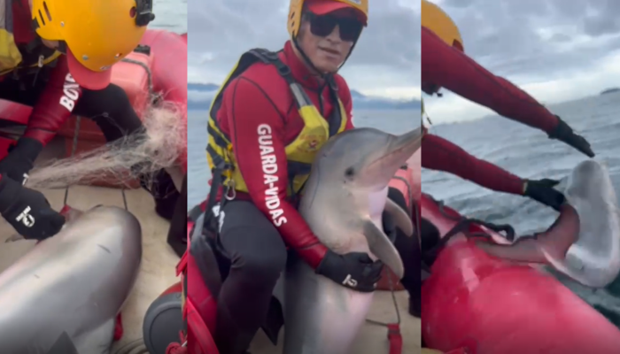 Imagem-mostra-resgate-de-boto-cinza-que-estava-preso-em-rede-de-pesca-na-costa-de-Ubatuba-SP.png