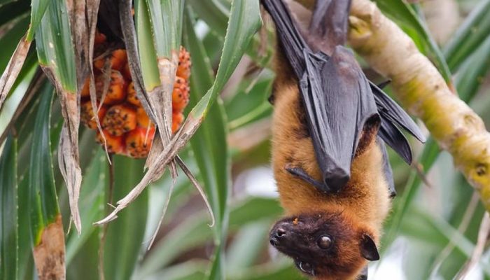Indian-fruit-bat.jpg