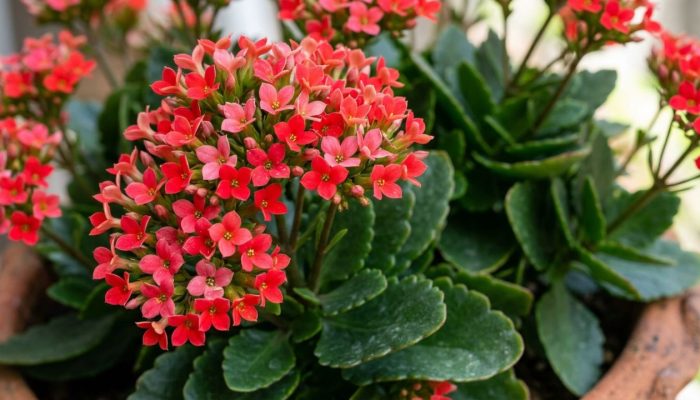 Kalanchoe-1.jpg
