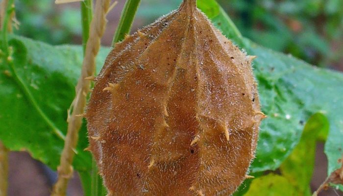 Luffa_operculata-e1745609006439.jpg Luffa_operculata-e1745609006439.jpg